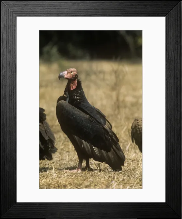 Framed Print : Red-headed Vulture Framed Print : Red-headed Vulture