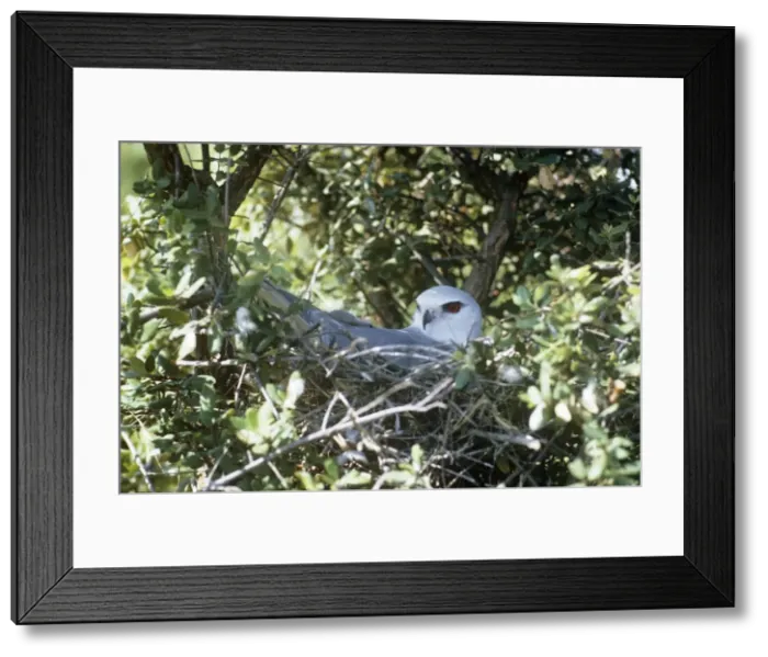 Framed Print : Black-winged Kite - sitting on nest Framed Print : Black-winged Kite - sitting on nest