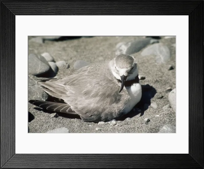 Framed Print : Wrybill - adult female at nest New Zealand Framed Print : Wrybill - adult female at nest New Zealand