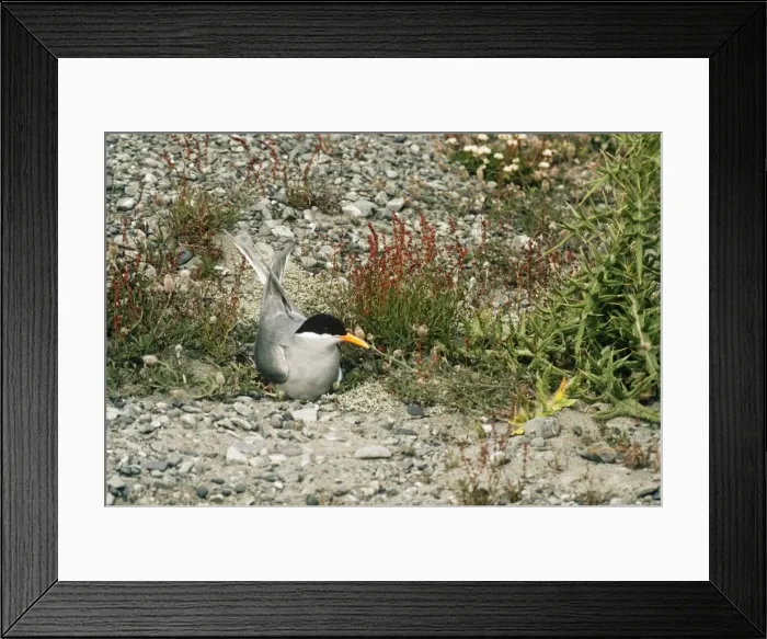 Framed Print : Black-fronted Tern Cass River Delta, South Island, New Zealand. formerly: Chlidonias albostriatus Framed Print : Black-fronted Tern Cass River Delta, South Island, New Zealand. formerly: Chlidonias albostriatus