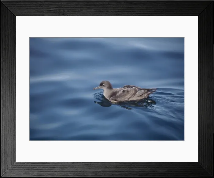 Framed Print : Sooty Shearwater / Muttonbird DH 2205 New Zealand Puffinus griseus © Don Hadden / ARDEA LONDON Framed Print : Sooty Shearwater / Muttonbird DH 2205 New Zealand Puffinus griseus © Don Hadden / ARDEA LONDON