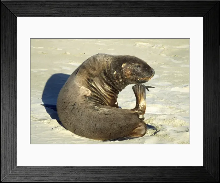 Framed Print : Hooker's Sea Lion - female, scratching Framed Print : Hooker's Sea Lion - female, scratching