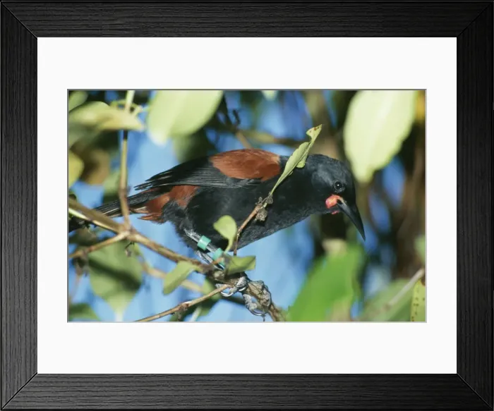 Framed Print : Saddleback Bird DH 2584 New Zealand Philesturnus carunculatus © Don Hadden / ARDEA LONDON Framed Print : Saddleback Bird DH 2584 New Zealand Philesturnus carunculatus © Don Hadden / ARDEA LONDON