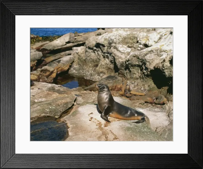 Framed Print : Hooker's Sealion DH 2593 Snares Island, New Zealand. Phocarctos hookeri © Don Hadden / ARDEA LONDON Framed Print : Hooker's Sealion DH 2593 Snares Island, New Zealand. Phocarctos hookeri © Don Hadden / ARDEA LONDON