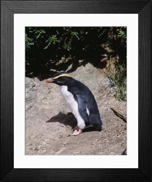 Framed Print : Fiordland Crested Penguin Snares Island Framed Print : Fiordland Crested Penguin Snares Island