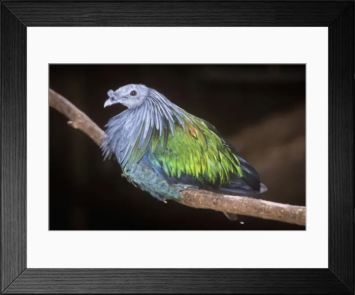 Framed Print : Nicobar Pigeon Framed Print : Nicobar Pigeon