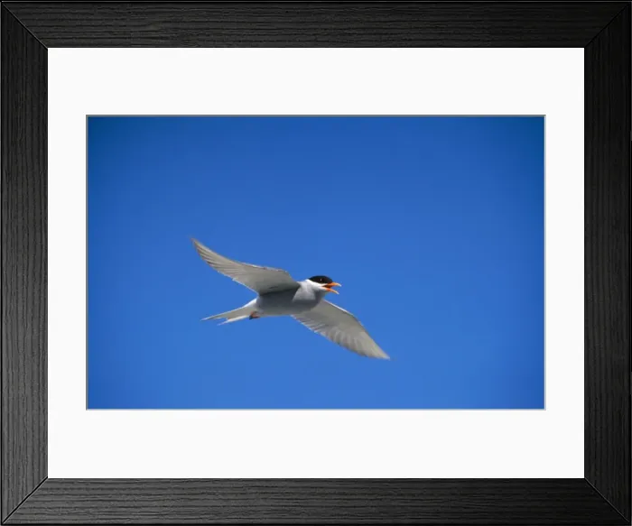 Framed Print : Black-fronted Tern formerly: Chlidonias albostriatus Framed Print : Black-fronted Tern formerly: Chlidonias albostriatus