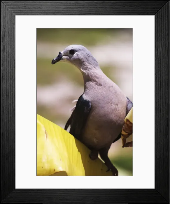 Framed Print : Pacific Imperial Pigeon DH 2768 Immature - Nukumanu atoll (Tasmans) Nth Solomons, PNG Ducula pacifica © Don Hadden / ARDEA LONDON Framed Print : Pacific Imperial Pigeon DH 2768 Immature - Nukumanu atoll (Tasmans) Nth Solomons, PNG Ducula pacifica © Don Hadden / ARDEA LONDON