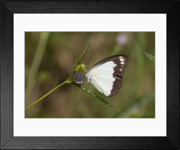 Framed Print : Butterfly - Caper Gull / Australian Gull Belonging to the Family Pieridae the Australian Gull is found from Indonesia to Fiji and across the northern two thirds of Australia Framed Print : Butterfly - Caper Gull / Australian Gull Belonging to the Family Pieridae the Australian Gull is found from Indonesia to Fiji and across the northern two thirds of Australia