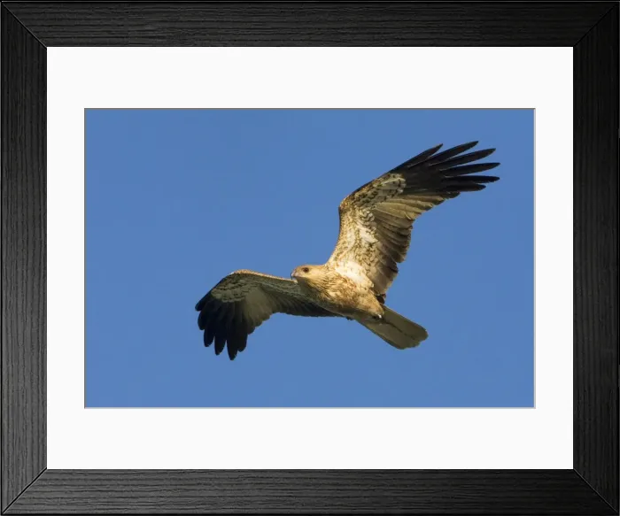 Framed Print : Whistling Kite - In flight - Near Broome, Kimberley, Western Australia Framed Print : Whistling Kite - In flight - Near Broome, Kimberley, Western Australia