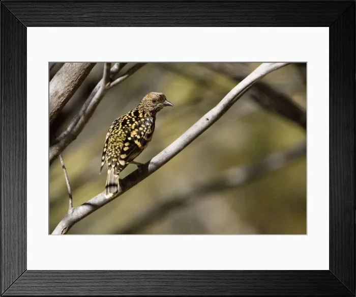 Framed Print : Western Bowerbird - Olive Pink Botanic Gardens, Alice Springs, Northern Territory, Australia Framed Print : Western Bowerbird - Olive Pink Botanic Gardens, Alice Springs, Northern Territory, Australia