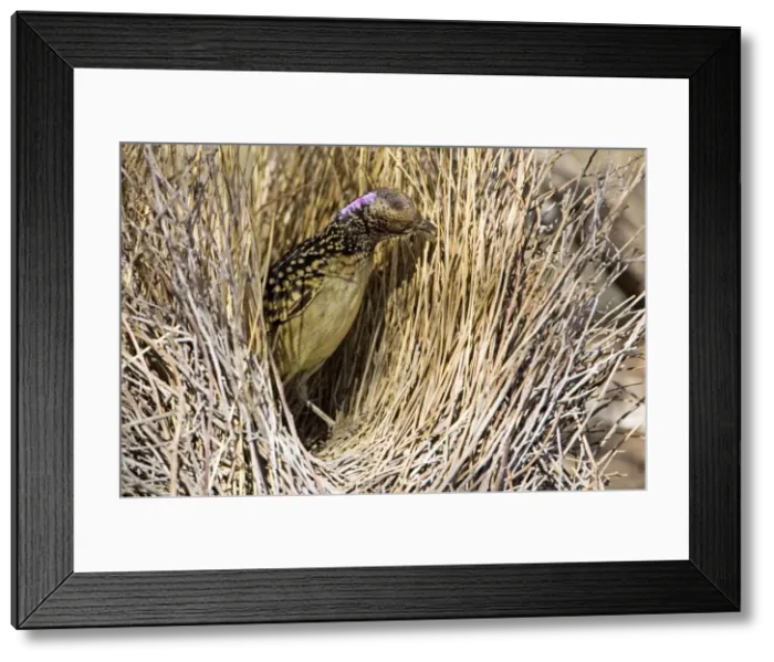 Framed Print : Western Bowerbird - Placing a stick in its bower - Olive Pink Botanic Gardens, Alice Springs, Northern Territory Framed Print : Western Bowerbird - Placing a stick in its bower - Olive Pink Botanic Gardens, Alice Springs, Northern Territory
