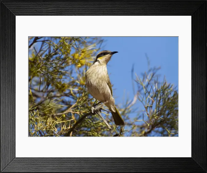 Framed Print : Singing Honeyeater - Finke, Northern Territory, Australia Framed Print : Singing Honeyeater - Finke, Northern Territory, Australia