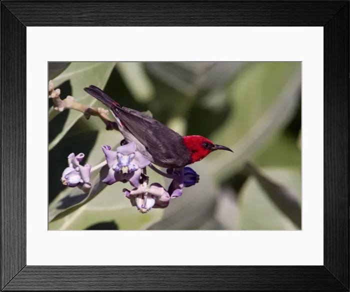 Framed Print : Red-headed Honeyeater - Male feeding on flowers - adjacent to Broome township, Western Australia Framed Print : Red-headed Honeyeater - Male feeding on flowers - adjacent to Broome township, Western Australia