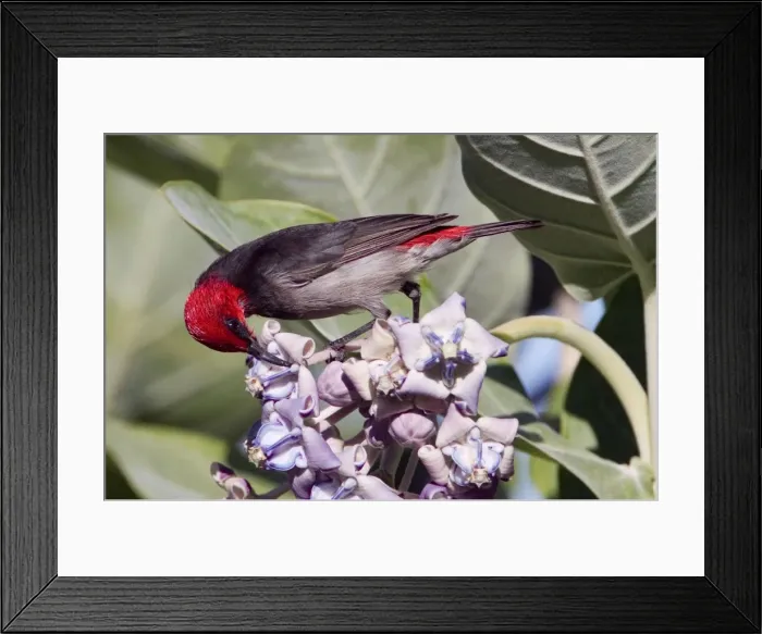 Framed Print : Red-headed Honeyeater - Male feeding on flowers - adjacent to Broome township - Western Australia Framed Print : Red-headed Honeyeater - Male feeding on flowers - adjacent to Broome township - Western Australia