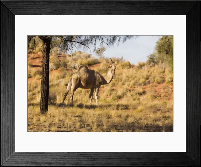 Framed Print : One-humped Camel / Dromedary / Dromedary Camel- Under a Desert Oak near Jupiter Well - east of the Canning Stock Route - Western Australia Framed Print : One-humped Camel / Dromedary / Dromedary Camel- Under a Desert Oak near Jupiter Well - east of the Canning Stock Route - Western Australia