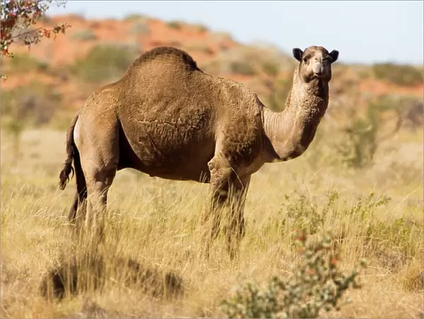 One-humped Camel  /  Dromedary  /  Dromedary Camel - In the Australian Outback along the Kidson Track, Western Australia