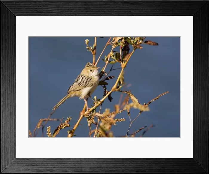 Framed Print : Golden-headed Cisticola - Alice Springs Water Treatment Plant, Northern Territory, Australia Framed Print : Golden-headed Cisticola - Alice Springs Water Treatment Plant, Northern Territory, Australia