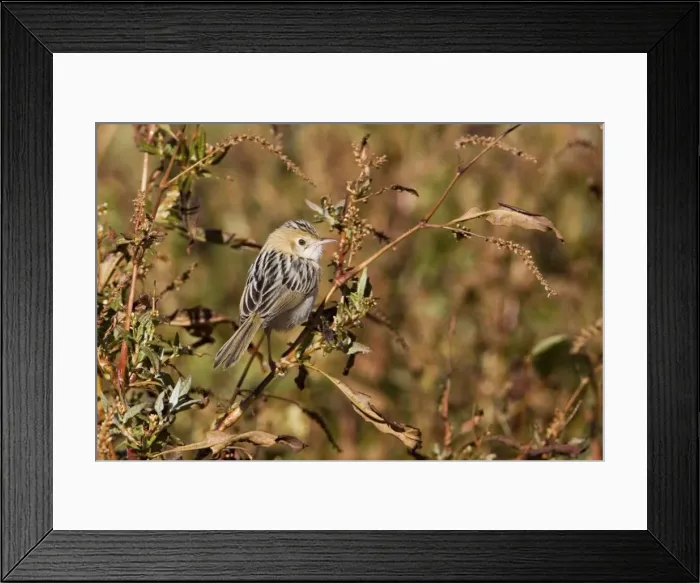 Framed Print : Golden-headed Cisticola - Alice Springs Water Treatment Plant - Northern Territory - Australia