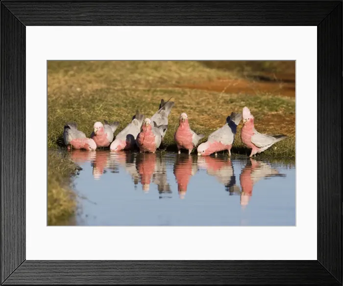 Framed Print : Galahs - Drinking at a waterhole - Well 33 Canning Stock Route - Western Australia Framed Print : Galahs - Drinking at a waterhole - Well 33 Canning Stock Route - Western Australia