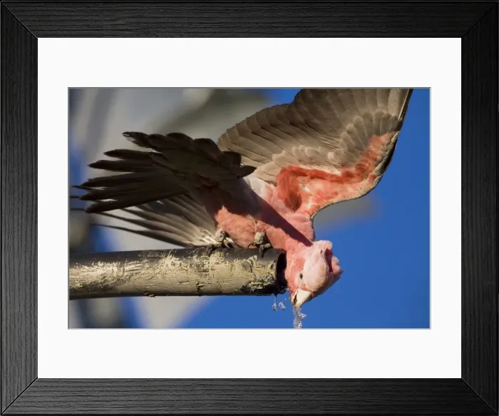 Framed Print : Galah - Drinking from a bore overflow pipe - Razor Blade Bore along the Kidson Track - Western Australia Framed Print : Galah - Drinking from a bore overflow pipe - Razor Blade Bore along the Kidson Track - Western Australia