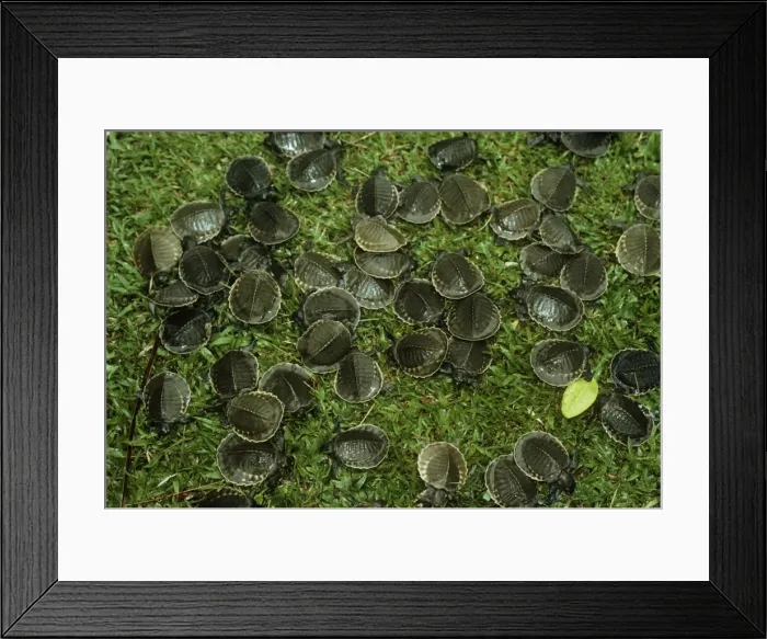 Framed Print : Pig-nosed Turtle - many infants Framed Print : Pig-nosed Turtle - many infants