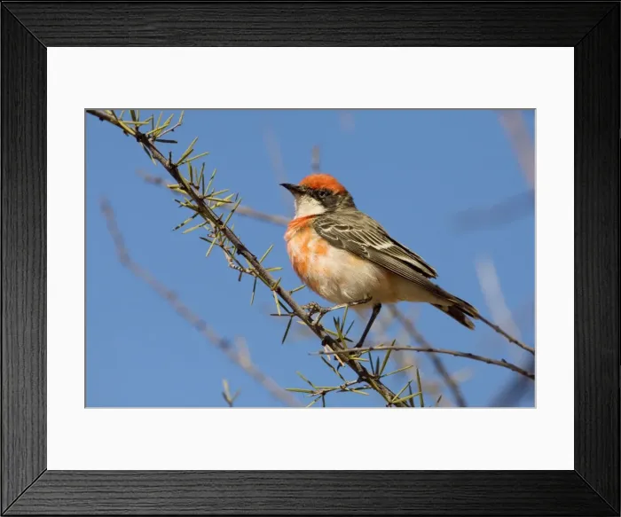 Framed Print : Crimson Chat - Male - Finke - Northern Territory - Australia Framed Print : Crimson Chat - Male - Finke - Northern Territory - Australia