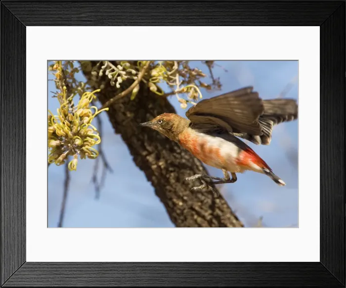 Framed Print : Crimson Chat - Hovering in front of a flower - Male - Finke - Northern Territory - Australia Framed Print : Crimson Chat - Hovering in front of a flower - Male - Finke - Northern Territory - Australia