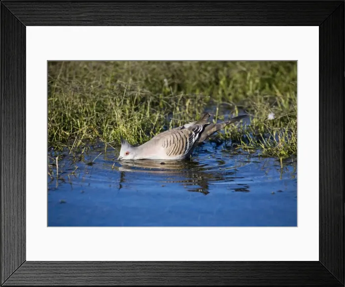Framed Print : Crested Pigeon - Drinking from waterhole - Well 33 Canning Stock Route, Western Australia Framed Print : Crested Pigeon - Drinking from waterhole - Well 33 Canning Stock Route, Western Australia
