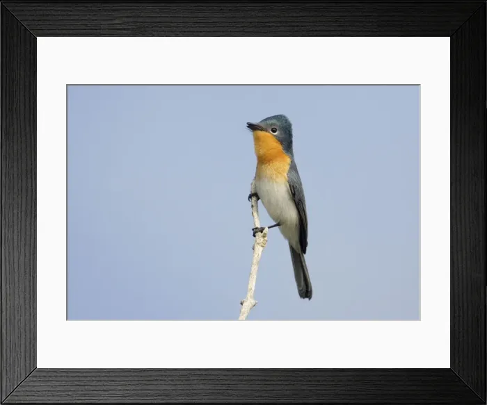 Framed Print : Broad-billed Flycatcher - Broome, Western Australia Framed Print : Broad-billed Flycatcher - Broome, Western Australia