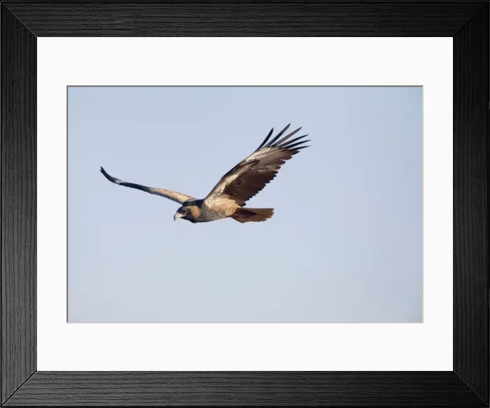 Framed Print : Black-breasted Buzzard - In flight - Well 33 Canning Stock Route - Western Australia Framed Print : Black-breasted Buzzard - In flight - Well 33 Canning Stock Route - Western Australia