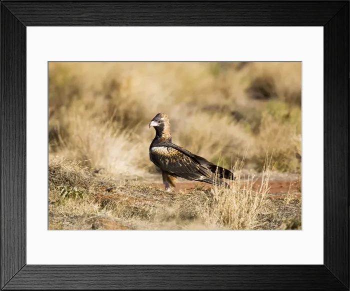 Framed Print : Black-breasted Buzzard - On the ground - Well 33 Canning Stock Route - Western Australia Framed Print : Black-breasted Buzzard - On the ground - Well 33 Canning Stock Route - Western Australia