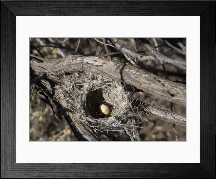 Framed Print : Black Honeyeater Nest - With one egg - Well 46 Canning Stock Route - Western Australia Framed Print : Black Honeyeater Nest - With one egg - Well 46 Canning Stock Route - Western Australia