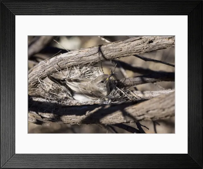 Framed Print : Black Honeyeater - Female on nest - Well 46, Canning Stock Route, Western Australia Framed Print : Black Honeyeater - Female on nest - Well 46, Canning Stock Route, Western Australia