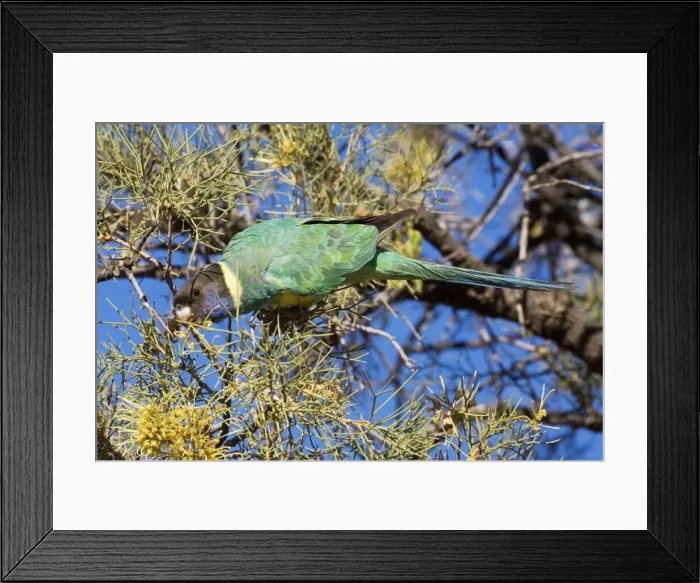 Framed Print : Australian Ringneck / Port Lincoln Parrot - Feeding in tree - Finke, Northern Territory, Australia Framed Print : Australian Ringneck / Port Lincoln Parrot - Feeding in tree - Finke, Northern Territory, Australia