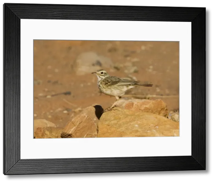 Framed Print : Australasian Pipit - Finke, Northern Territory, Australia Framed Print : Australasian Pipit - Finke, Northern Territory, Australia