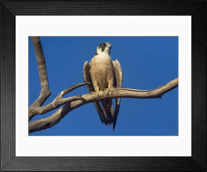 Framed Print : Australian Hobby - Perched on branch - Finke, Northern Territory, Australia Framed Print : Australian Hobby - Perched on branch - Finke, Northern Territory, Australia