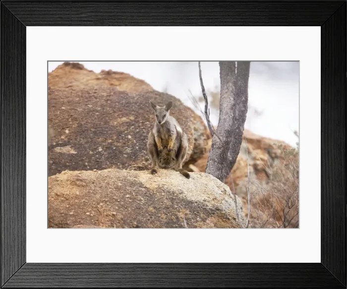 Framed Print : Black-footed Rock Wallaby  /  Black-flanked Rock Wallaby - On a rocky hill just north of Alice Springs near the Old Telegraph Station, Northern Territory, Australia