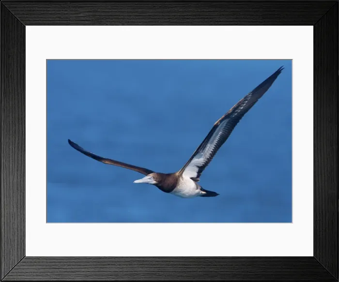 Framed Print : Brown Booby - In flight - near West Island in the Lacepedes, Kimberley coast, Western Australia Framed Print : Brown Booby - In flight - near West Island in the Lacepedes, Kimberley coast, Western Australia