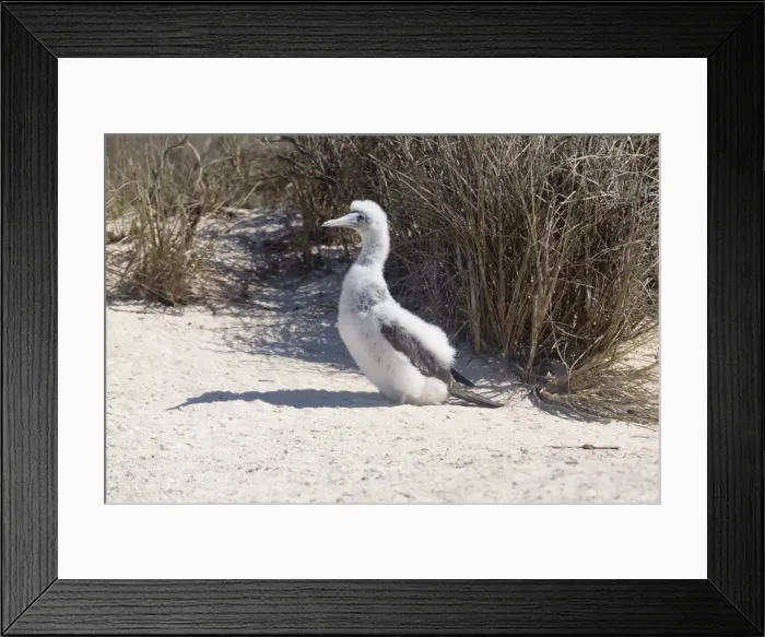 Framed Print : Brown Booby - Chick on West Island in the Lacepedes, Kimberley coast, Western Australia Framed Print : Brown Booby - Chick on West Island in the Lacepedes, Kimberley coast, Western Australia