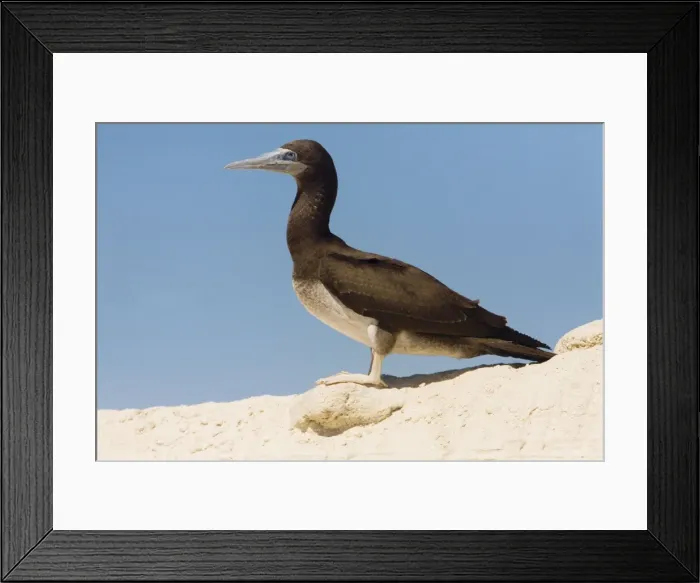 Framed Print : Brown Booby - Immature - West Island in the Lacepedes, Kimberley coast, Western Australia Framed Print : Brown Booby - Immature - West Island in the Lacepedes, Kimberley coast, Western Australia