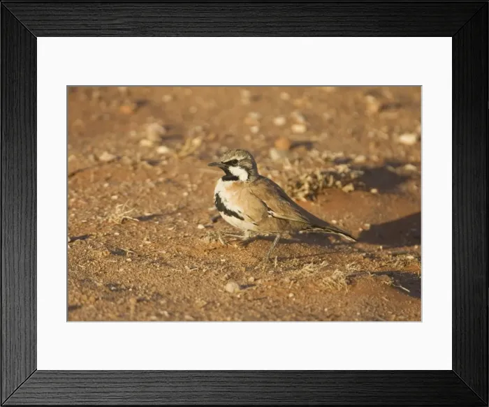 Framed Print : Cinnamon Quail-thrush - South of Finke, Northern Territory, near the road that runs to Mt Dare in South Australia Framed Print : Cinnamon Quail-thrush - South of Finke, Northern Territory, near the road that runs to Mt Dare in South Australia