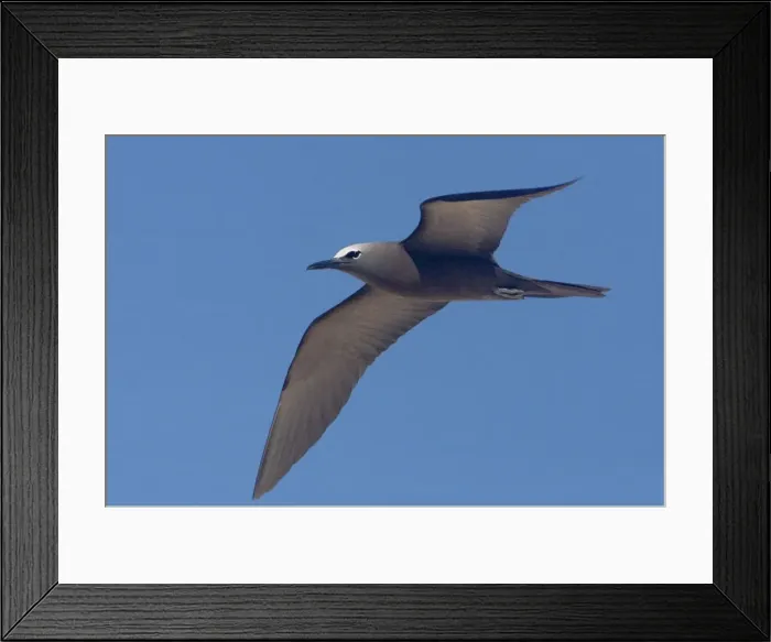 Framed Print : Common Noddy - In flight - near West Island in the Lacepedes, Kimberley coast, Western Australia Framed Print : Common Noddy - In flight - near West Island in the Lacepedes, Kimberley coast, Western Australia