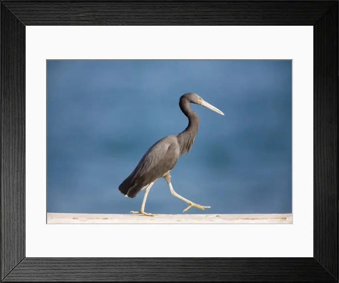 Framed Print : Eastern Reef Egret - At Fort Hill Wharf, Darwin, Northern Territory, Australia Framed Print : Eastern Reef Egret - At Fort Hill Wharf, Darwin, Northern Territory, Australia