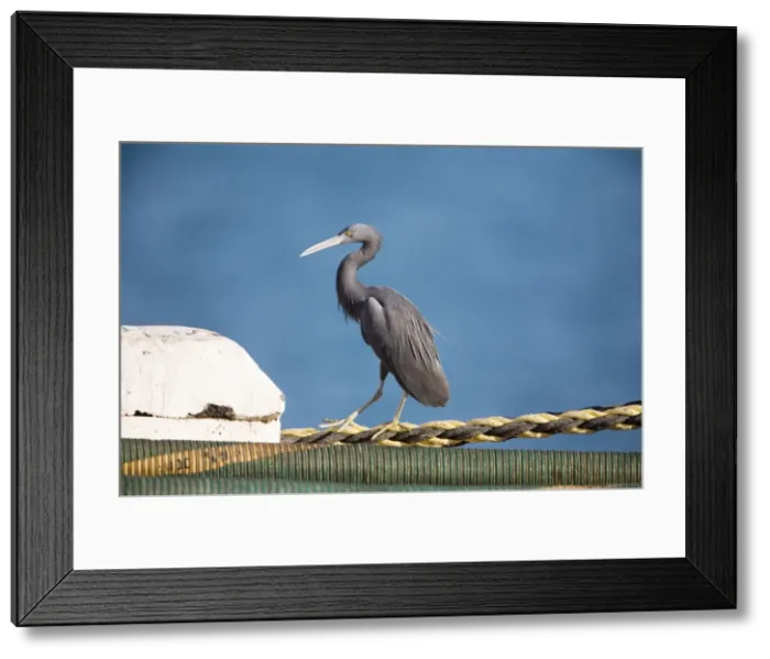 Framed Print : Eastern Reef Egret - On Fort Hill Wharf, Darwin, Northern Territory, Australia Framed Print : Eastern Reef Egret - On Fort Hill Wharf, Darwin, Northern Territory, Australia