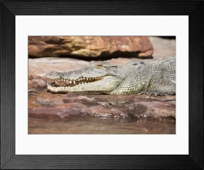 Framed Print : Estuarine / Saltwater Crocodile - Resting on a rock along Camp Creek, Kimberley coast, Western Australia Framed Print : Estuarine / Saltwater Crocodile - Resting on a rock along Camp Creek, Kimberley coast, Western Australia