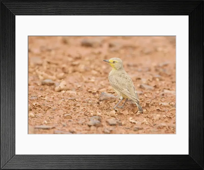Framed Print : Gibberbird / Desert Chat - Near drying ephemeral water on the Simpson Desert road that runs between Finke in the Northern Territory and Mt Dare in South Australia Framed Print : Gibberbird / Desert Chat - Near drying ephemeral water on the Simpson Desert road that runs between Finke in the Northern Territory and Mt Dare in South Australia
