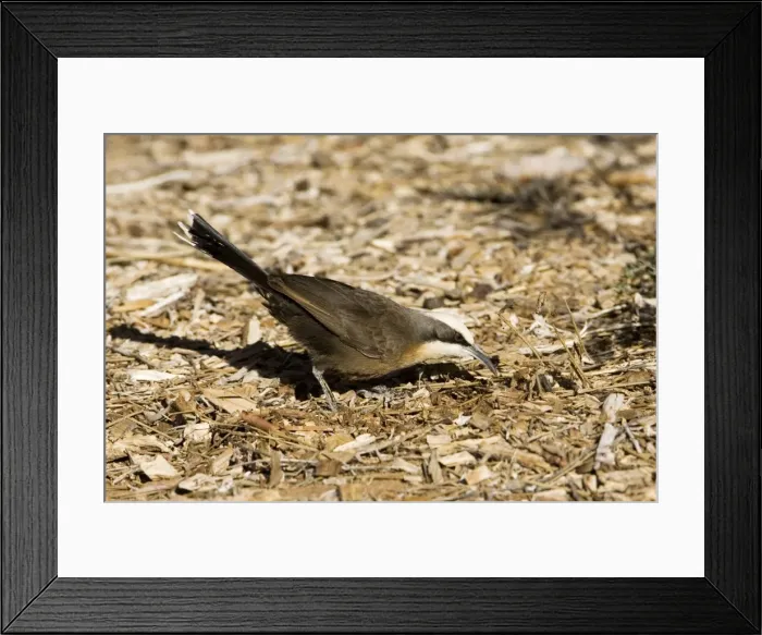 Framed Print : Grey-crowned Babbler - Foraging - Olive Pink Botanic Gardens, Alice Springs, Northern Territory, Australia Framed Print : Grey-crowned Babbler - Foraging - Olive Pink Botanic Gardens, Alice Springs, Northern Territory, Australia