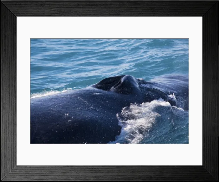 Framed Print : Humpback Whale blowhole - Off the Kimberley coast, Western Australia Framed Print : Humpback Whale blowhole - Off the Kimberley coast, Western Australia