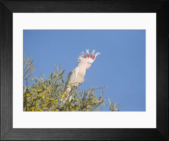 Framed Print : Major Mitchell's Cockatoo - Near Finke, south of Alice Springs, Northern Territory, Australia